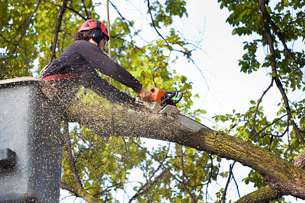 How Our Tree Care Process Works  in West Miami, FL